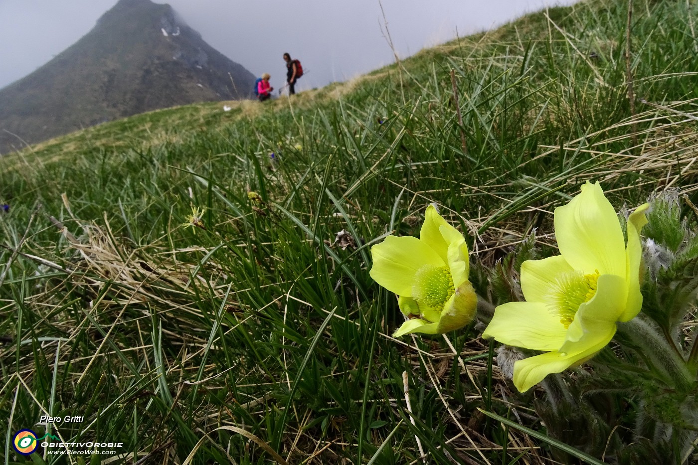 20 Pulsatilla alpina (Pulsatilla sulfurea).JPG -                                
